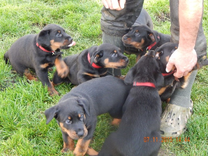 Du Rève De Baîla - les chiots et le jardin